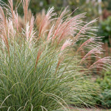 Eulalie Morning Light - Miscanthus sinensis - H 15-25 cm, pot Ø11 cm - photo 5