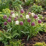 Fritillaire pintade en mélange
