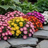 Delosperma en mélange de coloris - H 17 cm, pot Ø14 cm