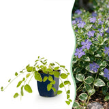 Grande pervenche panachée - Vinca major Variegata - H 15-25 cm, pot Ø11 cm