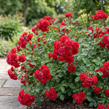Rosier couvre-sol Red Fairy - H 20-25 cm, pot Ø12 cm