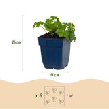 Géranium vivace Czakor - H 15-25 cm, pot Ø11 cm