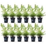 La Green Touch - Siepe di Bosso - BetterBuxus Babylon Beauty - Resistente alla malattia del Bosso - 12 piante - 2 metri lineari - vaso 13cm altezza 30-35
