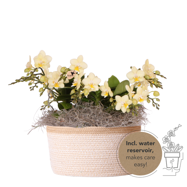 Orchidées Phalaenopsis jaunes Botanic Yellow en panier Cotton - bouquet de 3 - H 30 cm, pots Ø9 cm