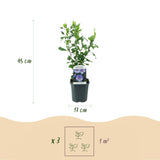 Green boutiQ - Pianta da Giardino - Hibiscus syriacus Oiseau Blue - Ibisco da Giardino - Resistente al Freddo - Blu - 3 Piante - Vaso 17cm - Altezza 45cm