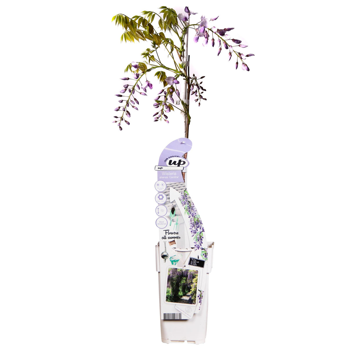 Glycine de Chine Caroline - Wisteria sinensis - H 65 cm, pot Ø15 cm