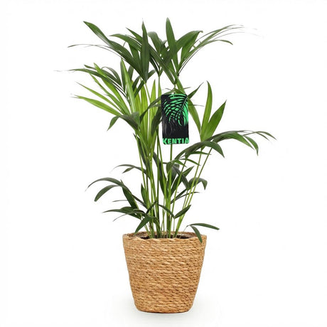 Kentia Palm – Howea Forsteriana