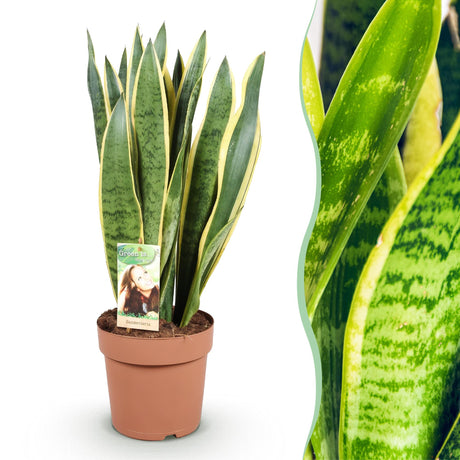 Sansevieria Laurentii – Langue de belle-mère | 1 plante, Pot 21 cm