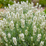 Lavande blanche Edelweiss - H 15-25 cm, pot Ø11 cm