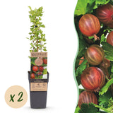Groseillier à maquereau rouge Hinnonmäki Röd - Ribes uva-crispa - 2 plants - H 50 cm, pot Ø15 cm