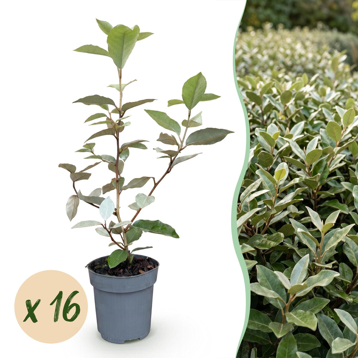 Kit haie Elaeagnus Compacta - H 25-35 cm, pot Ø9 cm