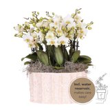 Orchidées Phalaenopsis blanches Blossom Lausanne en coupe Oyster - bouquet de 3