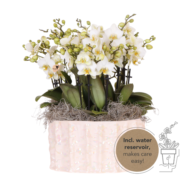 Orchidées Phalaenopsis blanches Blossom Lausanne en coupe Oyster - bouquet de 3 - H 45 cm, pots Ø12 cm