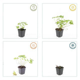 Géranium vivace Tiny Monster en godet - Geranium sanguineum hybride - H 10-25 cm, pot Ø9 cm - photo 5