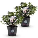 Rhododendron Bloombux rose clair - Rhododendron nain - H 45-55 cm, pot Ø23 cm - photo 2