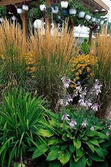 Calamagrostis Karl Foerster en godet - Calamagrostis x acutiflora - H 10-25 cm, pot Ø9 cm - photo 6