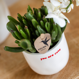Coffret Love You - orchidée Congo rouge et plante verte en cache-pots