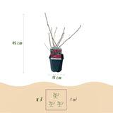 Green boutiQ - Heesters -  Ribes sanguineum Kind Edward - Bloem Rood - 1 Plant - Bladverliezend - Weinig Onderhoud - Pot 17cm Hoogte 45cm