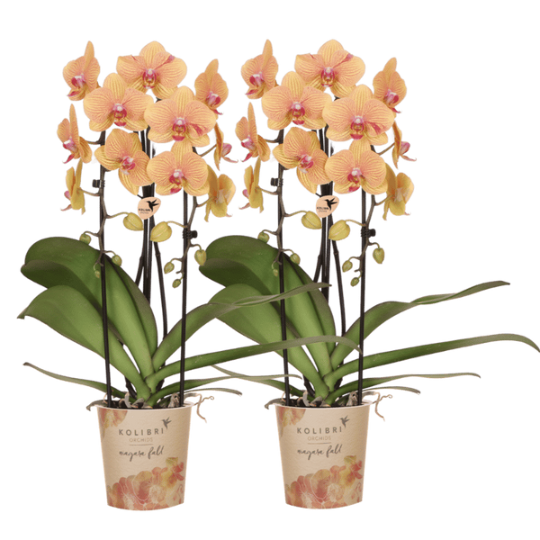 Orchidées Phalaenopsis orange et roses Niagara Fall Sunny Bunny - lot de 2 ou 4 - pot Ø12 cm
