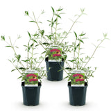 Arbre aux papillons Royal Red - Buddleja davidii - 3 plants - H 45 cm, pot Ø17 cm