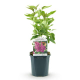 La Green Touch - Pianta da Giardino - Syringa vulgaris Ludwig Spath - Lillà Comune - Resistente al Freddo - Viola - 1 Pianta - Vaso 17cm - Altezza 45cm