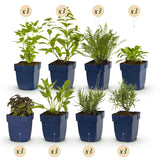 Green boutiQ - Borderpakket - Geurend - 24 Vaste planten - 3 m2 - Diversen kleuren - Weinig Onderhoud - Pot 11cm