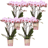 Orchidées Phalaenopsis roses Mineral Antwerpen - lot de 4 - pot Ø9 cm