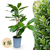 Laurier-cerise Rotundifolia pour haie - Prunus laurocerasus - H 25-35 cm, pot Ø9 cm