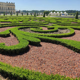 La Green Touch - Siepe di Bosso - BetterBuxus Babylon Beauty - Resistente alla malattia del Bosso - 12 piante - 2 metri lineari - vaso 13cm altezza 30-35