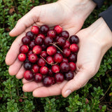 Green boutiQ - Fruitplanten - Blauwe Bes - Vaccinium macrophylla Early Black - Winterhard - 3 Planten - Pot 9 cm - Donker Rode  Bes
