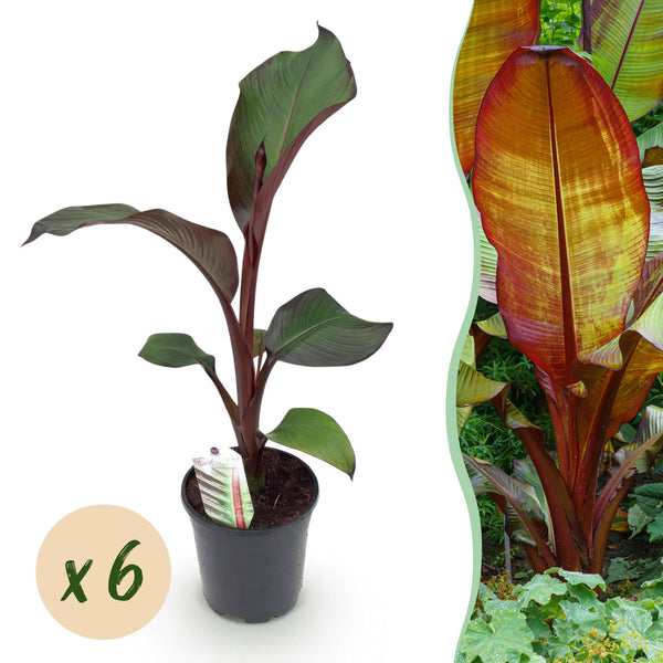 Green boutiQ - Fruitplant - Bananen plant - Ensete ventricosum Maurelli - Winterhard - 6 planten - Pot 17cm Hoogte 40cm