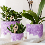 Orchidée violette Mineral Vienna et 2 succulentes en cache-pots Bloom lilas - H 40 cm