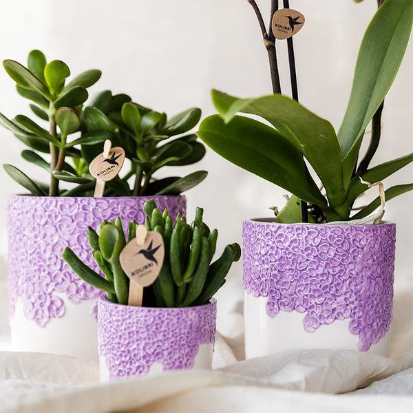 Orchidée violette Mineral Vienna et 2 succulentes en cache-pots Bloom lilas - H 40 cm