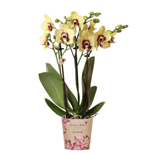 Orchidée Phalaenopsis jaune et rouge Diamond Uruguay - H 35 cm, pot Ø9 cm