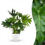 Green boutiQ - Kamerplant - Philodendron - Philodendron Lickety split - Groen - Weinig onderhoud - 1 Plant - met Potter Wit - Pot 19cm - Hoogte 70cm