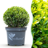 Buis BetterBuxus Skylight en boule - Ø25 cm, pot Ø23 cm
