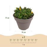 Delosperma en mélange de coloris - H 17 cm, pot Ø14 cm