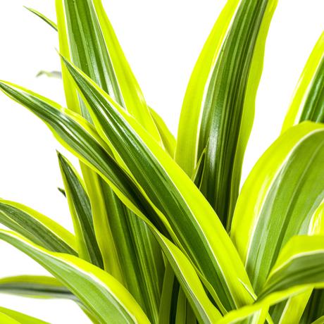 Dracaena Lemon Lime