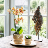 Orchidée Phalaenopsis jaune Blossom Lima et succulente - coffret Horizon jaune