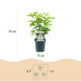 Green boutiQ - Pianta da Giardino - Syringa vulgaris Mme Lemoine - Lillà Comune - Resistente al Freddo - Bianco - 1 Pianta - Vaso 17cm - Altezza 45cm