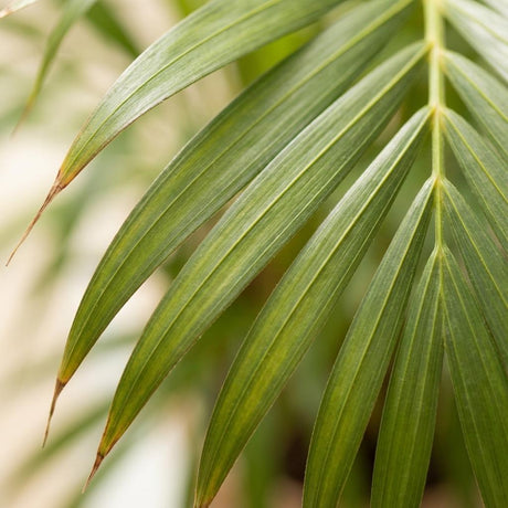 Areca Dypsis – Palmier dorés d'intérieur | Pot 21 cm, Hauteur 90 cm