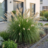 Pennisetum Hameln - H 15-25 cm, pot Ø11 cm
