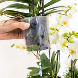 Orchidées Phalaenopsis blanches Blossom Lausanne en coupe Oyster - bouquet de 3