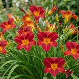 Hémérocalle Autumn Red - Lis d'un jour rouge - H 15-25 cm, pot Ø11 cm