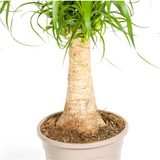 Beaucarnea Recurvata - Tronc