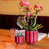 Orchidée Phalaenopsis rouge Blossom Congo avec cache-pot Retro rouge - H 40 cm, pot Ø9 cm