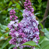 La Green Touch - Pianta da Giardino - Syringa vulgaris Michel Buchner - Lillà Comune - Resistente al Freddo - Rosa - 1 Pianta - Vaso 17cm - Altezza 45cm