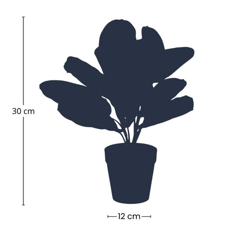 Maranta artificielle en pot h30cm