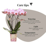 Orchidée Phalaenopsis rose Mineral Antwerpen et 2 succulentes - coffret Horizon rose - pot Ø9 cm