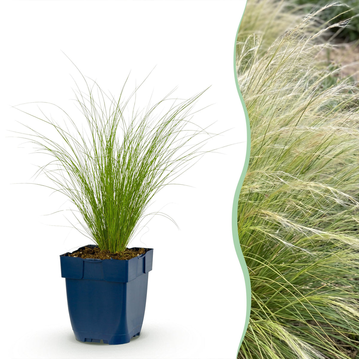 Stipa Ponytails - Cheveux d'ange - H 15-25 cm, pot Ø11 cm